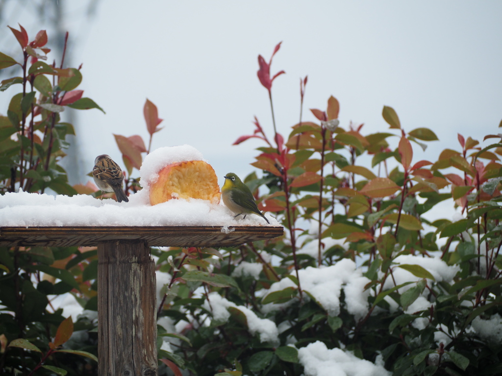 雪に鳥たち
