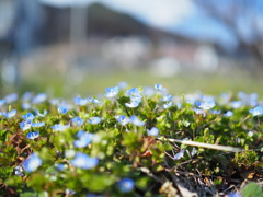 春の野