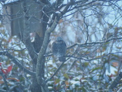 ようこそわが家へ小さな訪問者たち