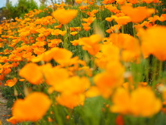 stay home with flower