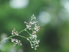 小雨の後に No2