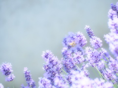 lavender ＆ bees