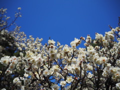 梅花