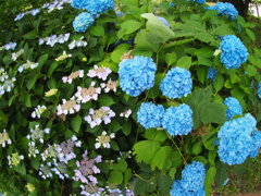 予報では最高気温27度　昼から降水確率70%だ