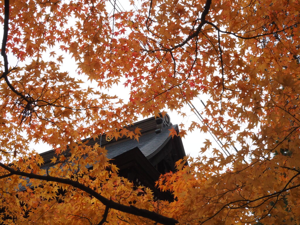 紅葉寺