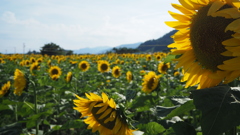 夏だ！！　暑いぜ　ひまわりだ！！