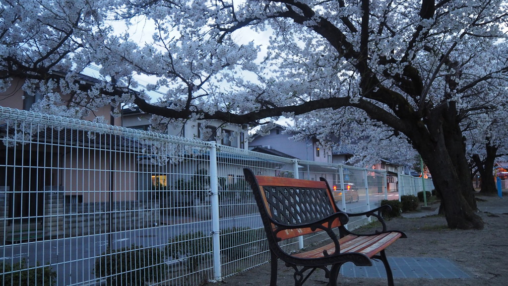 春　公園にて