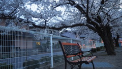 春　公園にて
