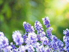 lavender