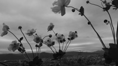 japanese anemone
