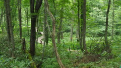 森林公園