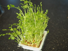 豆苗生活始めました