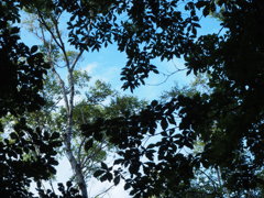 夏空
