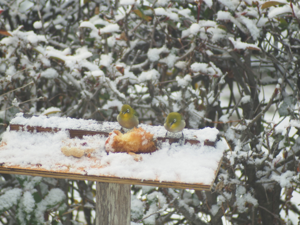 雪と小鳥と