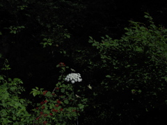光