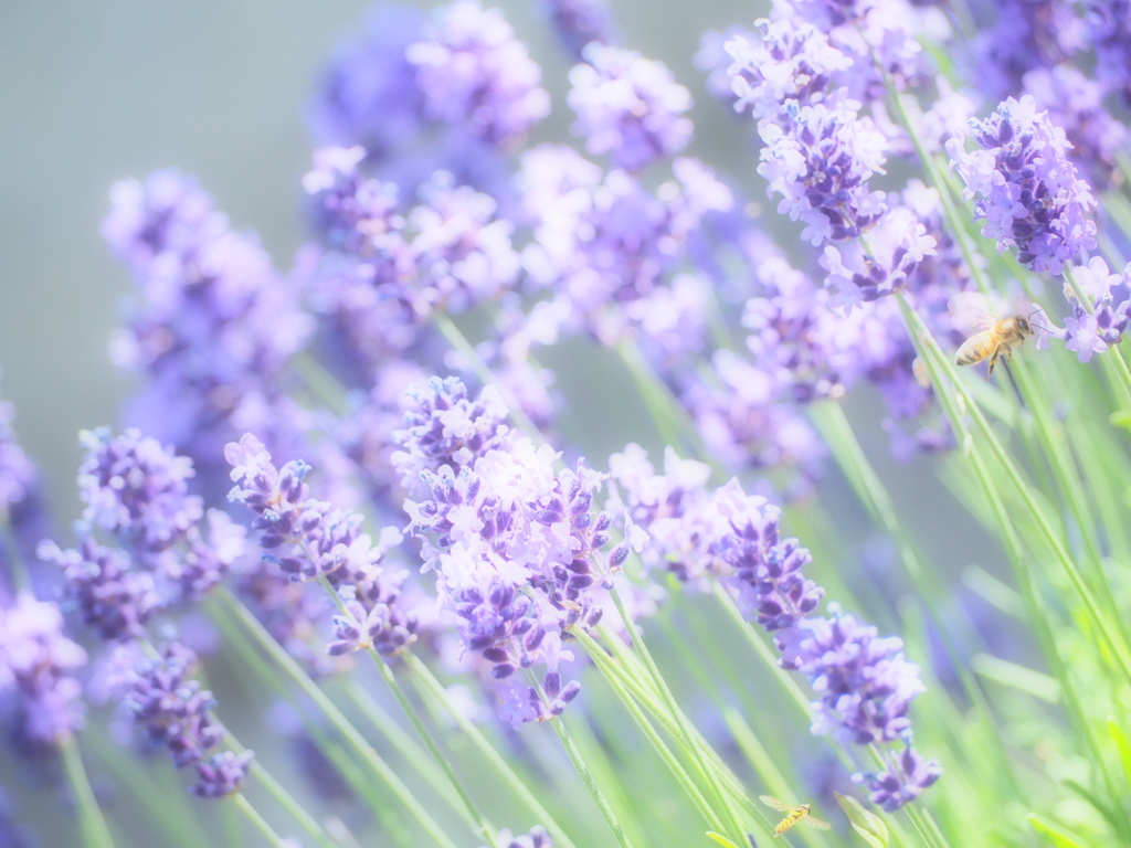 lavender ＆ bees