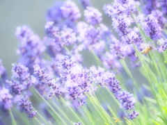 lavender ＆ bees