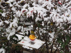 早春　我が家の庭先には…