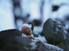 つぼみ