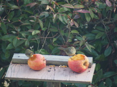 ようこそわが家へ小さな訪問者たち