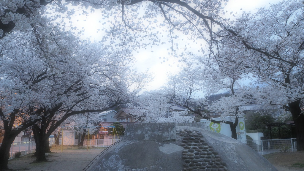 春　公園にて