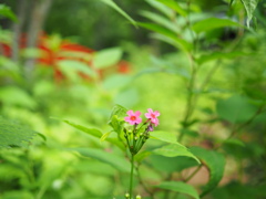 森林公園
