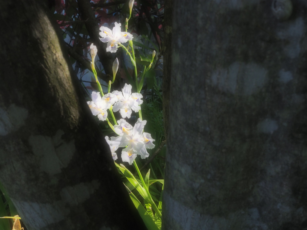 日陰に咲く花