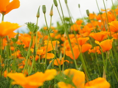 stay home with flower