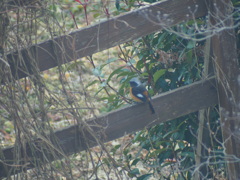 ようこそわが家へ小さな訪問者たち