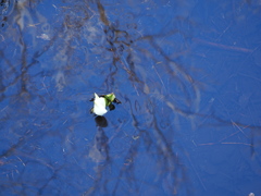 水芭蕉