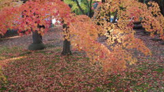 もみじ寺