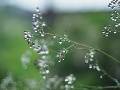 小雨の後に No2