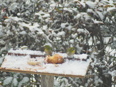 雪と小鳥と