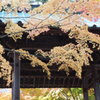もみじ寺