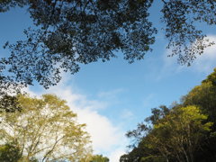 初秋の山にて