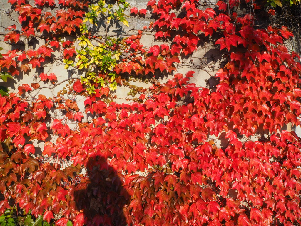 autumn scene