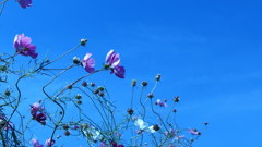 秋桜