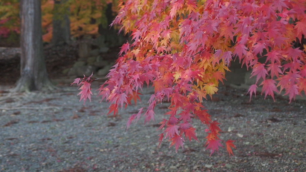 休んでゐるそこの木はもう紅葉してゐる