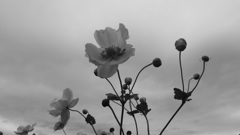 japanese anemone