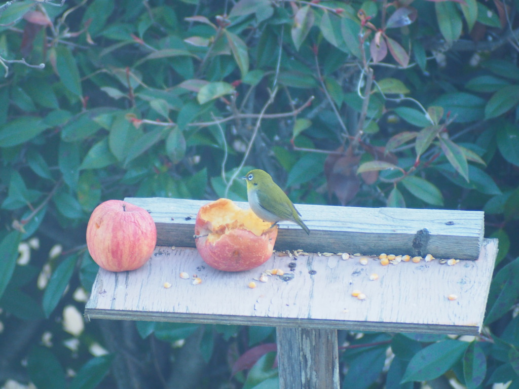 ようこそわが家へ小さな訪問者たち