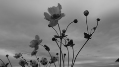japanese anemone