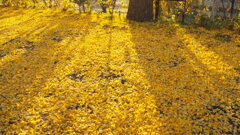 Yellow carpet