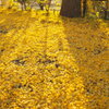 Yellow carpet