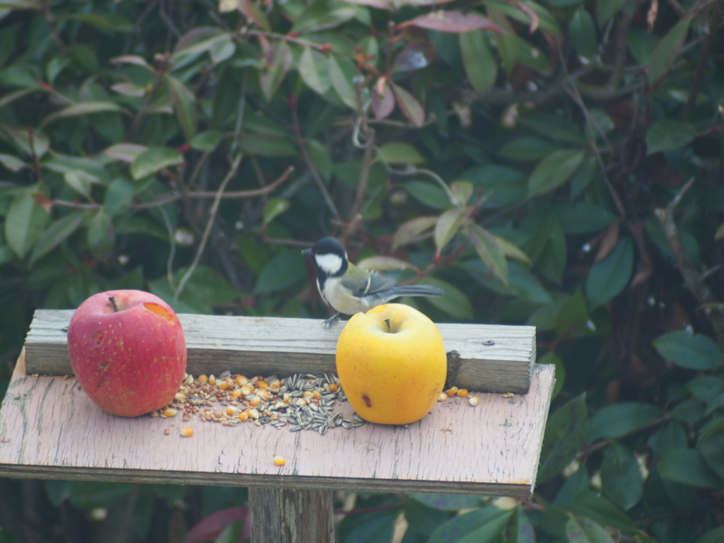 ようこそわが家へ小さな訪問者たち