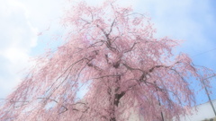 春　校庭にて