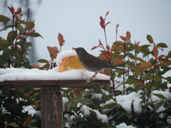 雪に鳥たち