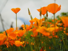 stay home with flower