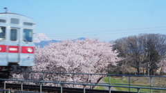 さくら　2019　②