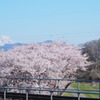 さくら　2019　②