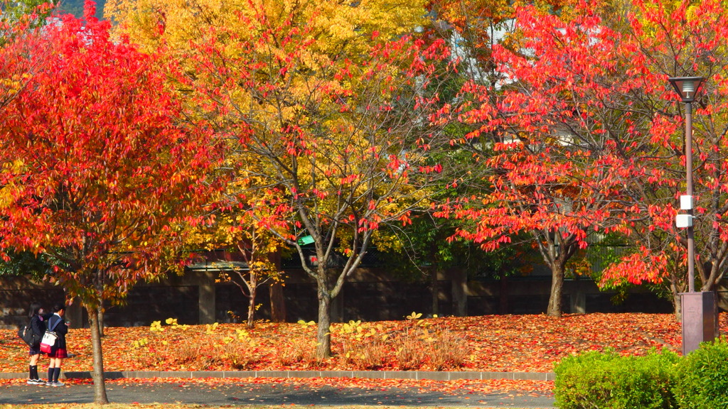 公園